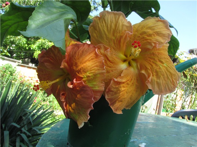 hibiskus hibridni